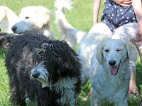 Puppys van Bliss040622-0203